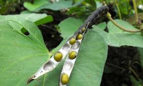 Kacang hijau memiliki kandungan gizi yang lengkap seperti kalsium, zat besi, kalium, fosfor, folat, vitamin b, vitamin a, vitamin c, magnesium, karbohidrat, dan beragam nutrisi lainnya. Klasifikasi Dan Morfologi Tanaman Kacang Hijau Ilmu Pertanian