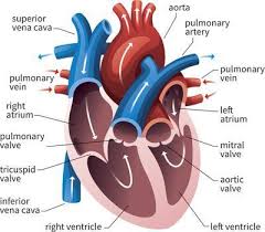 Our New Online Adaptive Tutoring System Learns Your Strengths And Weaknesses Then It Pushes The Best Content T Human Heart Diagram Heart Diagram Heart Valves