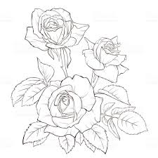 Rose Bouquet Vintage Card Roses Drawing Flower Drawing Floral Drawing