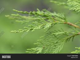 The hero of our story: Detail Branch Leyland Image Photo Free Trial Bigstock
