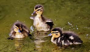 Bagaimana dapat terlihat seekor ayam hitam dalam kegelapan malam, hal ini menggambarkan sesuatu yang sukar untuk diketahui. Tiga Hitam Putih Bebek Air Mallard Anak Ayam Bayi Berenang Kecil Lucu Pxfuel
