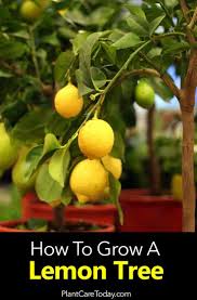 There's so much to love about meyer lemon trees, from their incredibly fragrant foliage to their full silhouettes. Improved Meyer Lemon Shefalitayal