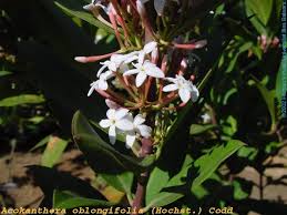 Image result for Acokanthera oblongifolia