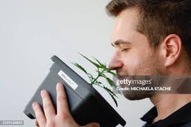 1,120 Smelling Cannabis Stock Photos, High-Res Pictures, and Images