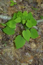 Image result for Dioscoreaceae