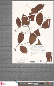 Image result for Afrobrunnichia erecta