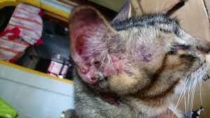 We did not find results for: Telinga Berkudis Kerana Kutu Telinga Apa Ubatnya Psherbs Testimoni
