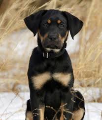 Black And Tan Coonhound Puppies For Sale In Pa I M In Looove Purebred Black Tan Laborador Labrador Retriever Dog Crying Labrador
