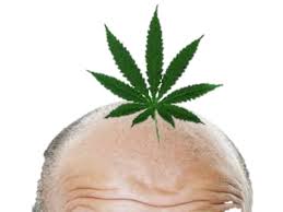 Cannabis oil supports hair health and promotes growth when used topically by supplying nutrients. Does Smoking Marijuana Increase Risk Of Hair Loss