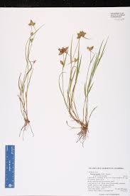 Image result for Fuirena stricta