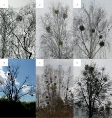 Image result for Viscum obscurum