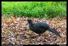 Hawaii Volcanoes National Park Animals Pheasant Kipukapuaulu Hawaii Volcanoes National Park Hawaii Usa