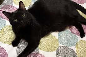 These cats are available for adoption from the aspca adoption center at 424 e. Cats For Adoption Six Adult Black Cats The Creative Cat