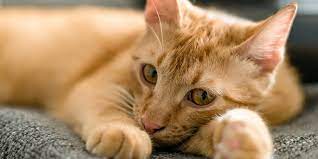 Kucingmu juga bisa berubah wujud menjadi lebih kusut dari biasanya serta tidak punya energi untuk grooming sendiri. 10 Ciri Ciri Kucing Mau Mati Apakah Bisa Diselamatkan Pintarpet