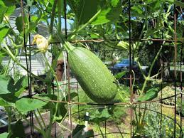 Spaghetti Squash Before Support Community Gardening Growing Spaghetti Squash Growing Food