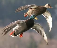 Mallard Pair Bird Hunting Waterfowl Hunting Duck Pictures