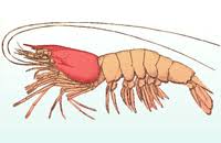The term grasshopper is an imprecisely defined name referring most commonly to members of two orthopteran families: Carapace Wikipedia