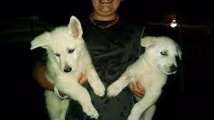 Lovely imported pure white german shepard puppies available for new home contact me for more details purebred german shepherd for sale at a cheaper price. White German Shepherd For Sale Wisconsin Page 3
