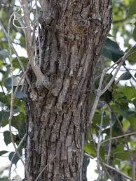 Image result for Thespesia populneoides