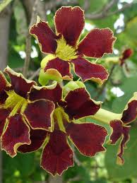 Image result for Hirtella zanzibarica