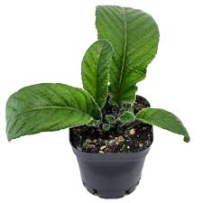 Image result for Streptocarpus eylesii