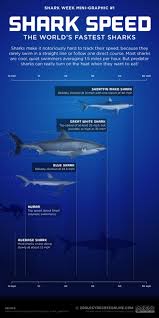 Shark Speed Worlds Fastest Sharks Visual Ly