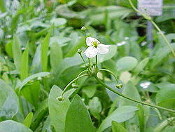 Image result for Alismataceae