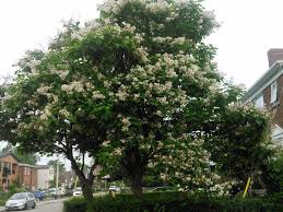 Do these pods produce big flat blackish beans? The Northern Catalpa Tree Is Blooming Now In Toronto White Flowers Big Heart Shaped Leaves And Long Seed Pods Toronto