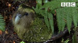 The world's fattest parrot, the critically endangered kakapo, has enjoyed a record breaking breeding season. The Cute And Clumsy Flightless Parrot Natural World Nature S Misfits Bbc Youtube