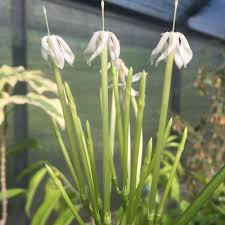 Image result for Oxyanthus pyriformis