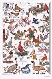 State Birds Of The U S Identification Chart Bird