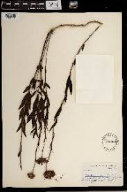 Image result for Callilepis laureola