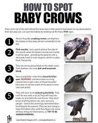 June Hunter Images Baby Crows How To Spot Them And Why You Should Cut The Parent Crows A Bit Of Slack If They Seem A Little Tense I Put This Info