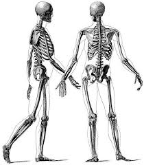 As many of these bones cannot move at all, we can simplify the basic structure of the hand: Anatomical Illustration Images Of The Human Body Pepin Press Human Anatomy Art Human Skeleton Anatomy Anatomy Art