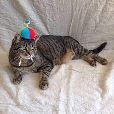 Propeller Beanie Hat For Cats Hat For Cat Beanie Hats Cats