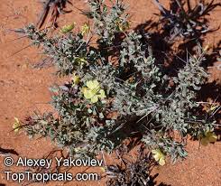 Image result for Monsonia senegalensis