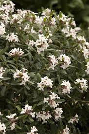 Image result for Synandrodaphne