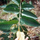 Image result for Harungana madagascariensis