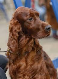 We did not find results for: Wurfe Irisch Red Setter Vom Gebirgsjagerhof