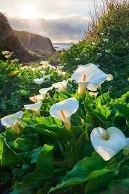 Calla Lilies Of Doud Creek Garrapata Sp California Calla Lily Flowers Photography Beautiful Flowers
