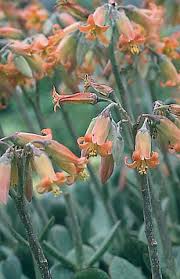 Echeveria types generally have thick green fleshy leaves. Products Bluebird Nursery Inc