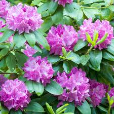 Purpureum elegans catawba rhododendron is a treasured accent that has truly stood the test of time. Rhododendron Roseum Elegans Evergreen Bushy Pink Flowering Garden Shrub Ebay