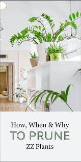 How big do zz plants get? How When And Why To Prune Your Zz Plant The Healthy Houseplant