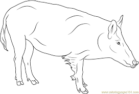 Our printable sheets for coloring in are ideal to brighten your family's day. Russian Boar Coloring Page For Kids Free Boar Printable Coloring Pages Online For Kids Coloringpages101 Com Coloring Pages For Kids
