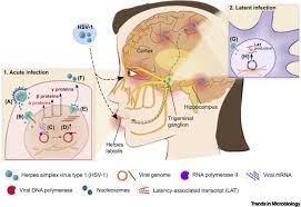 Herpes Simplex Virus 1 In The Brain The Dark Side Of A Sneaky Infection Trends In Microbiology