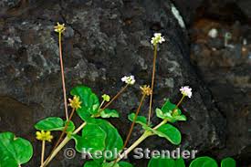 Image result for Boerhavia repens