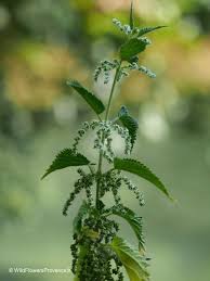 Image result for Urtica