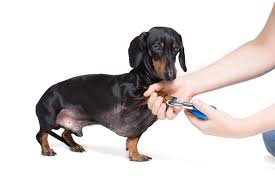 Sometimes it requires cutting the hair in the belly and chest area and between the paws. Dachshund Grooming Welcome To The Sausage Dog World