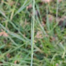 Image result for Eragrostis atrovirens
