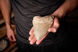 A photography project documenting fossil Hunters